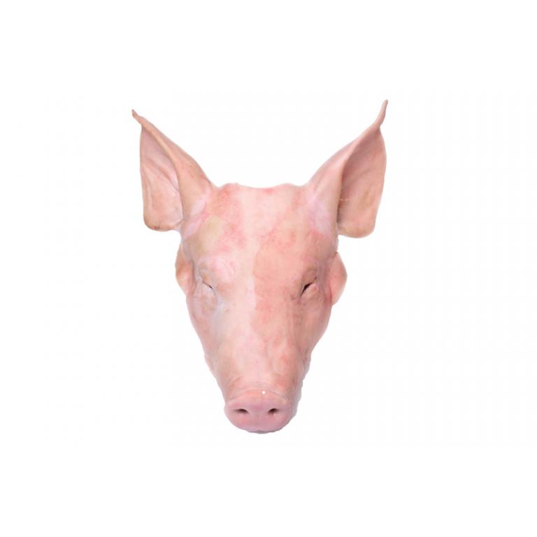 whole head with ears with cheeks w/o tongue